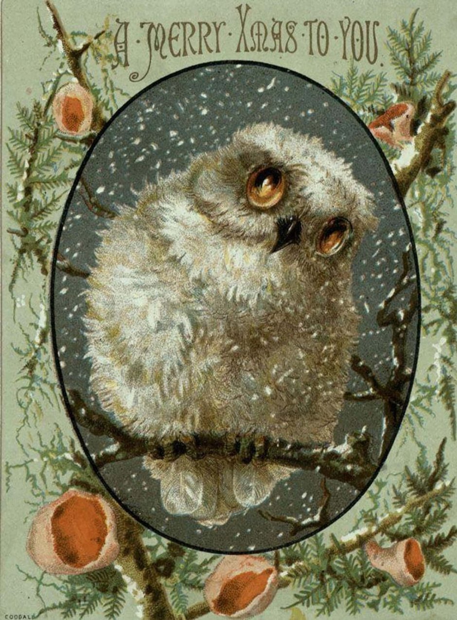 Рождественская открытка с совой
