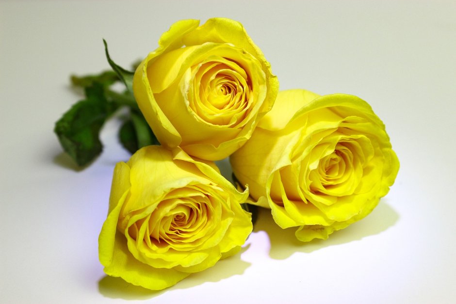 Три желтые розы