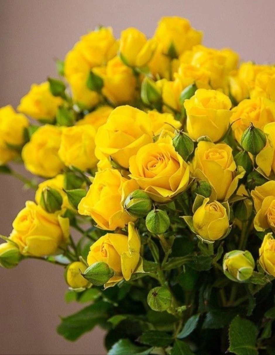 Цветы желтые розы