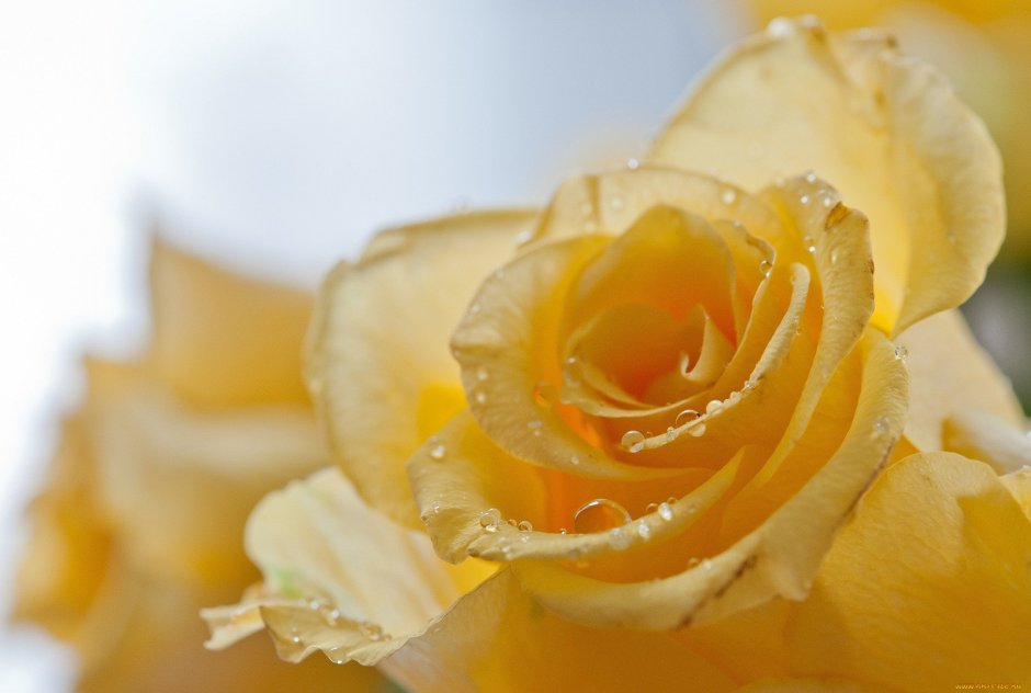 Бледно желтые розы