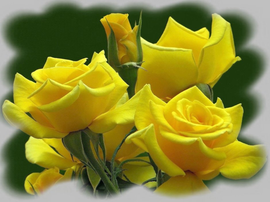 Гилберт Анжелика желтая роза