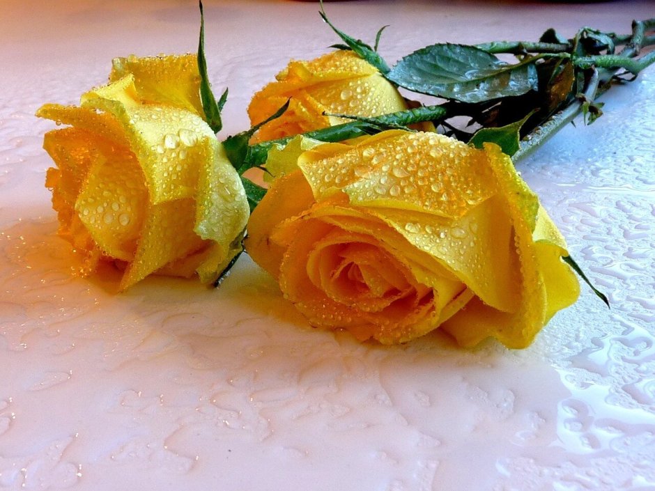 Желтые розы пожелание