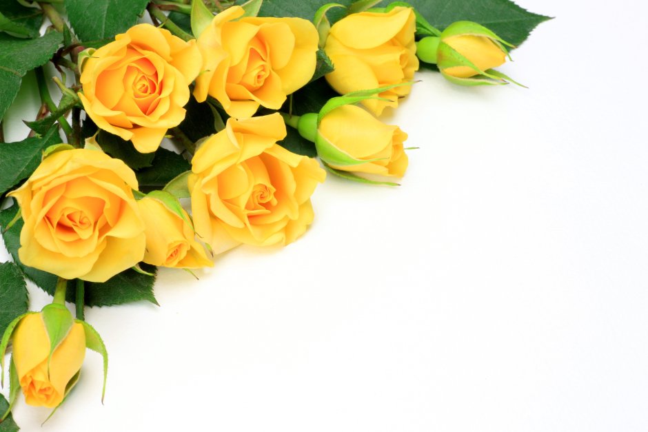 Рамка поздравление желтые розы