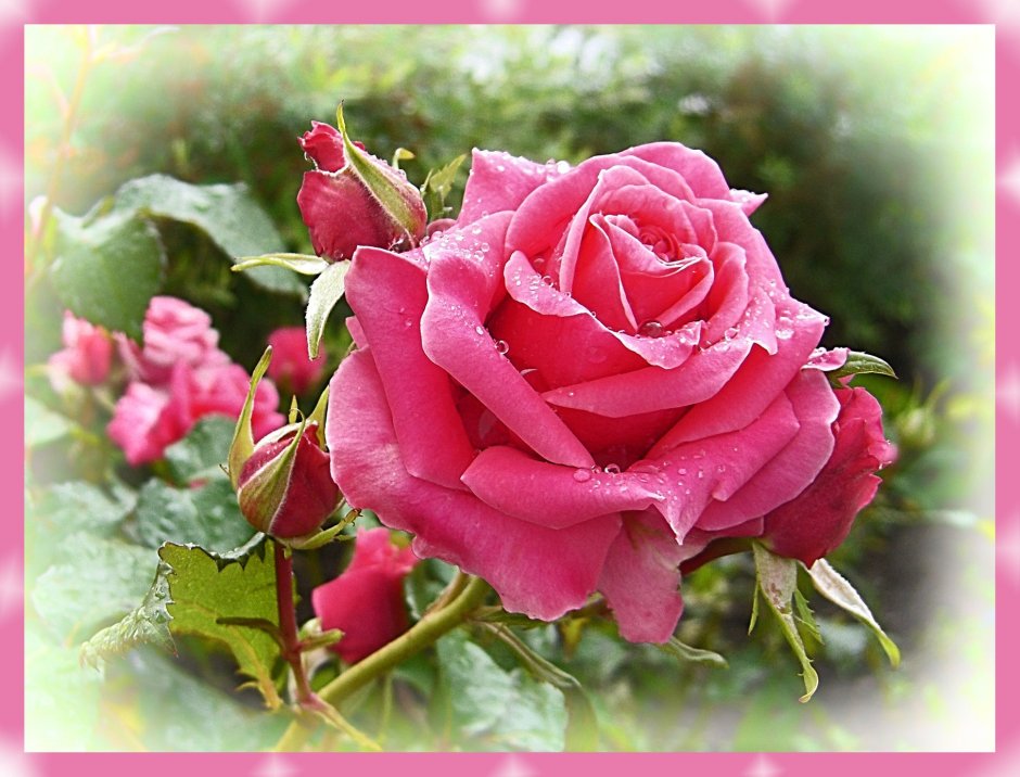Красивые розы с добрым утром