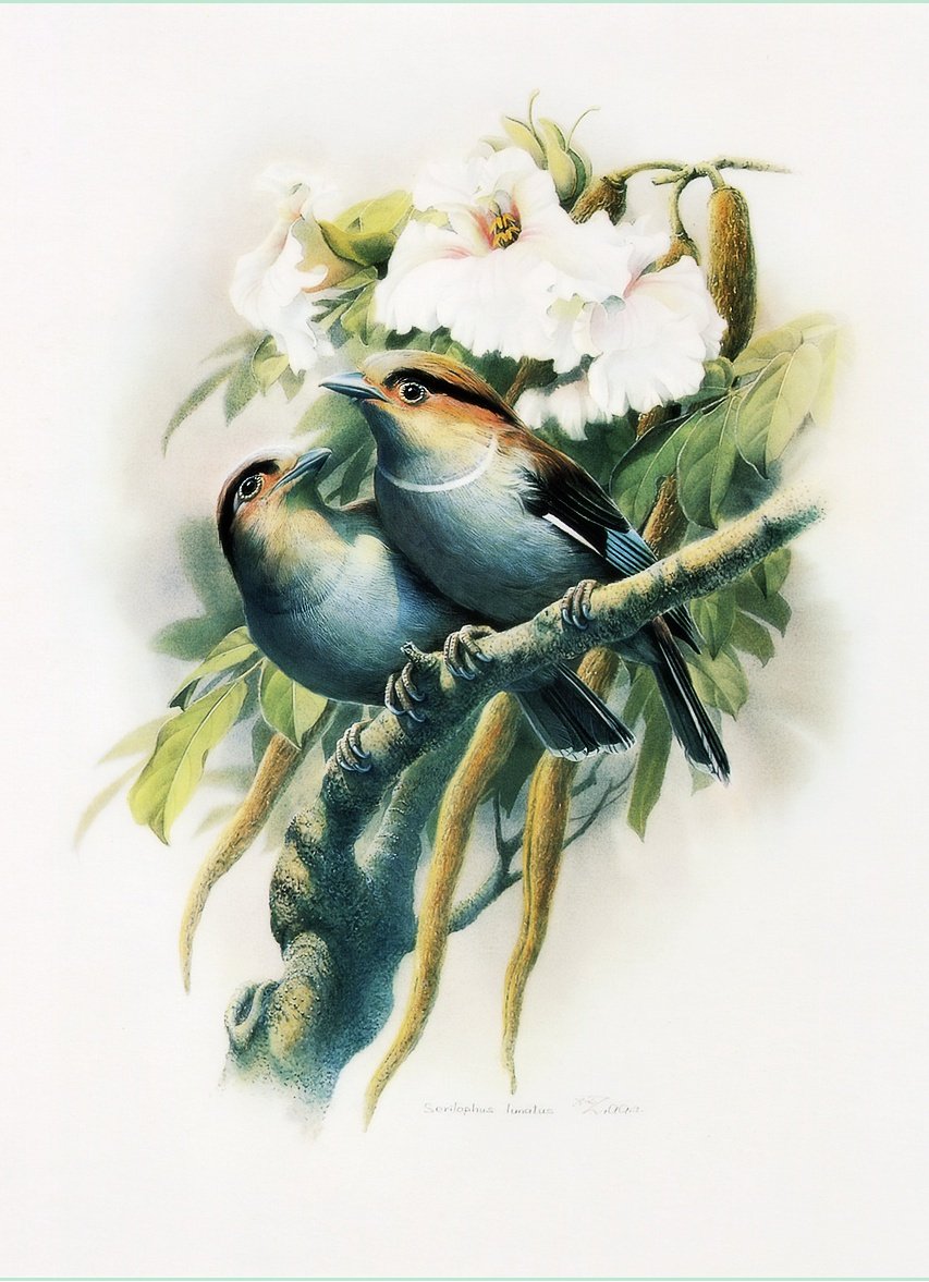 Zeng Xiao Lian птицы