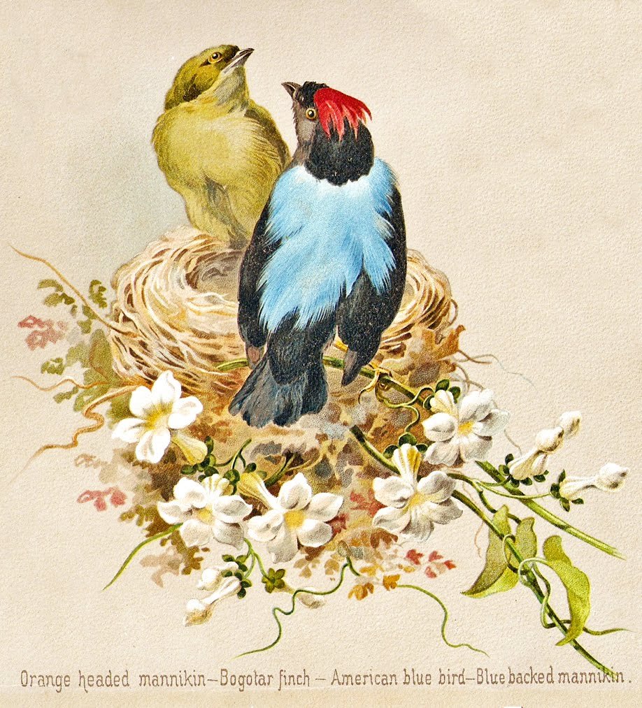 Винтажные иллюстрации птиц