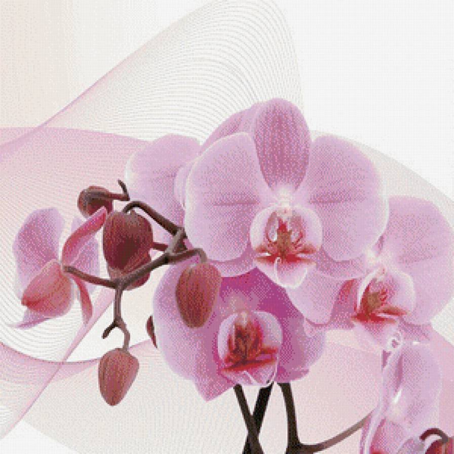 Поздравительные открытки с орхидеями