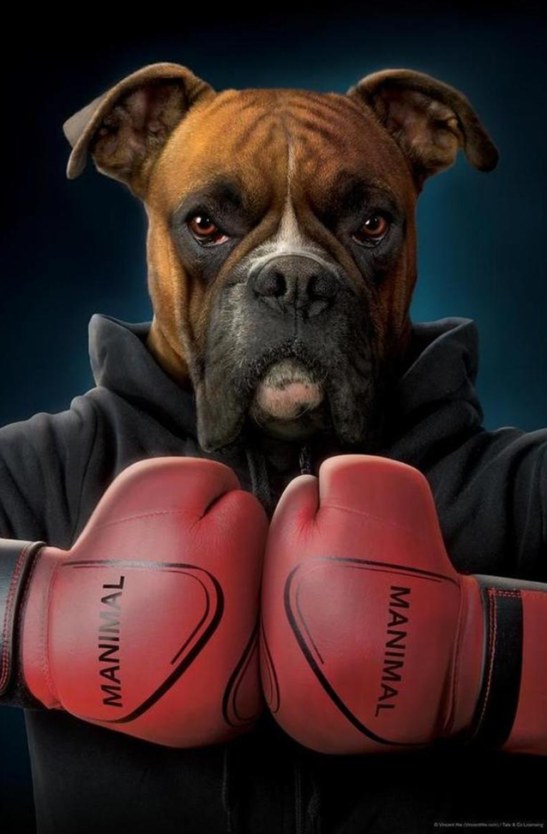 Собака в боксерских перчатках