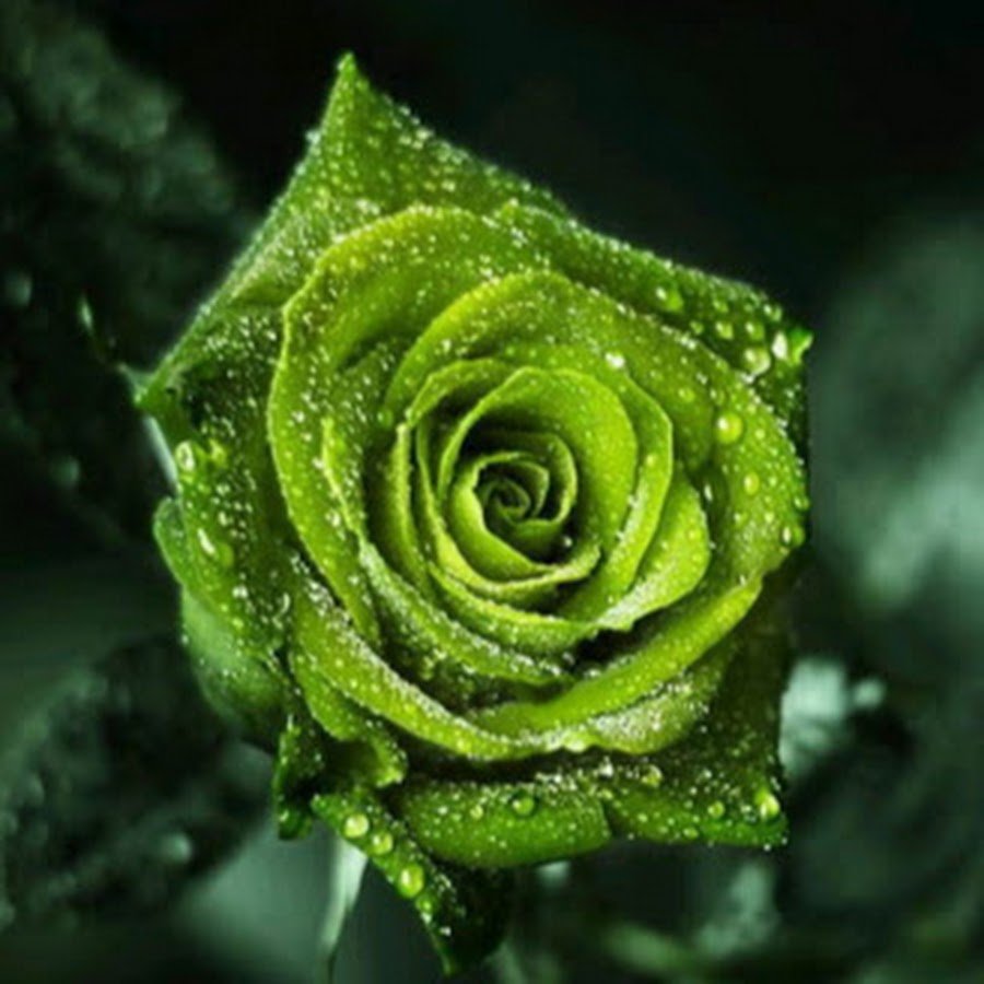 Зеленые розы в росе
