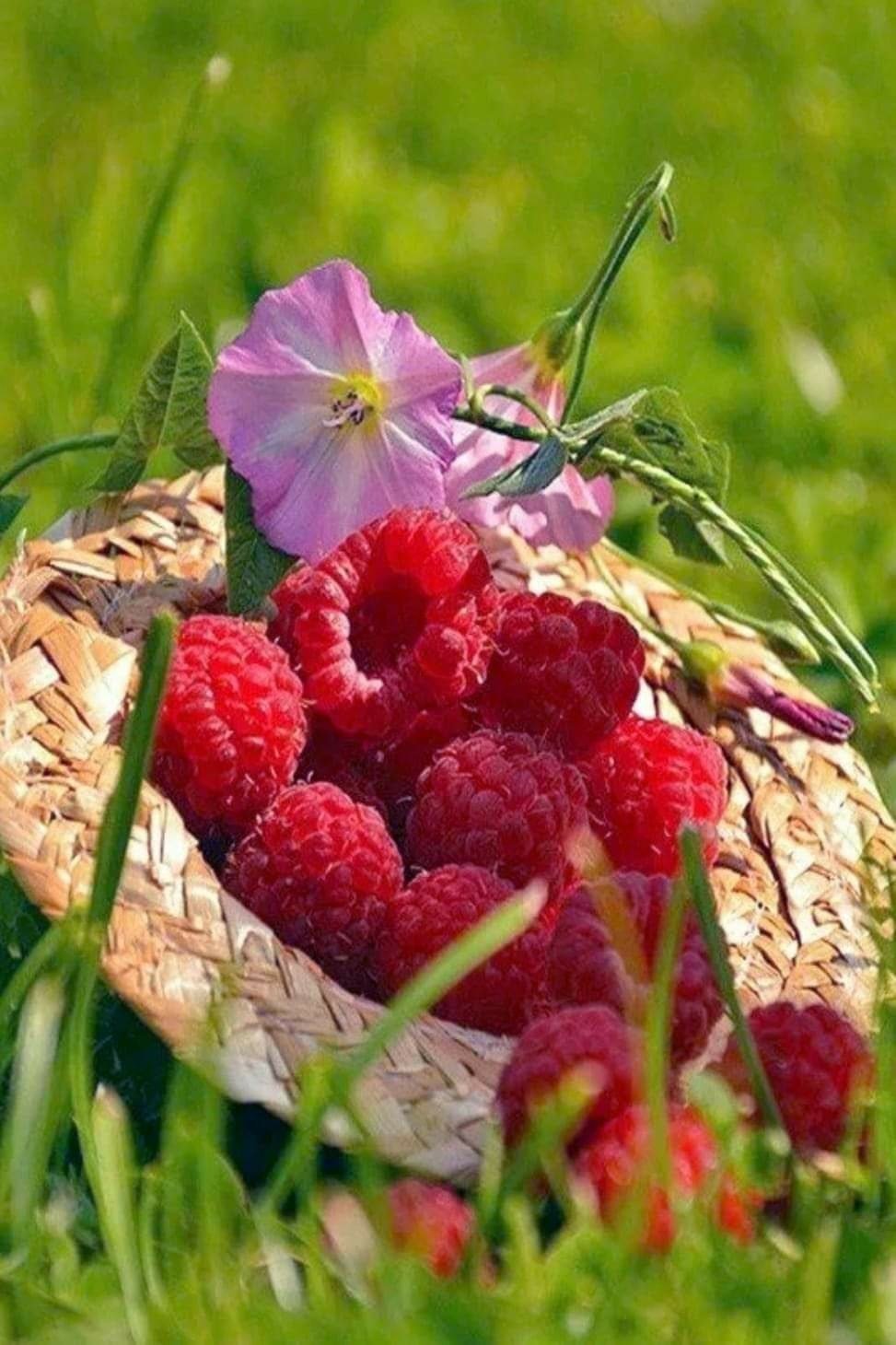 Хорошего дня фрукты. Доброе летнее утро. Доброгодоброго летнего утра. Летнее настроение. Доброе утро лето.