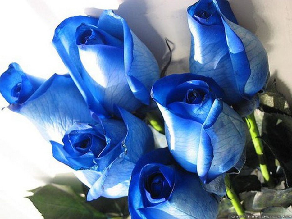 Красивые голубые розы