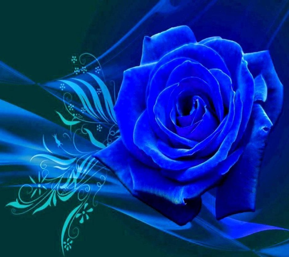 Открытки синие розы