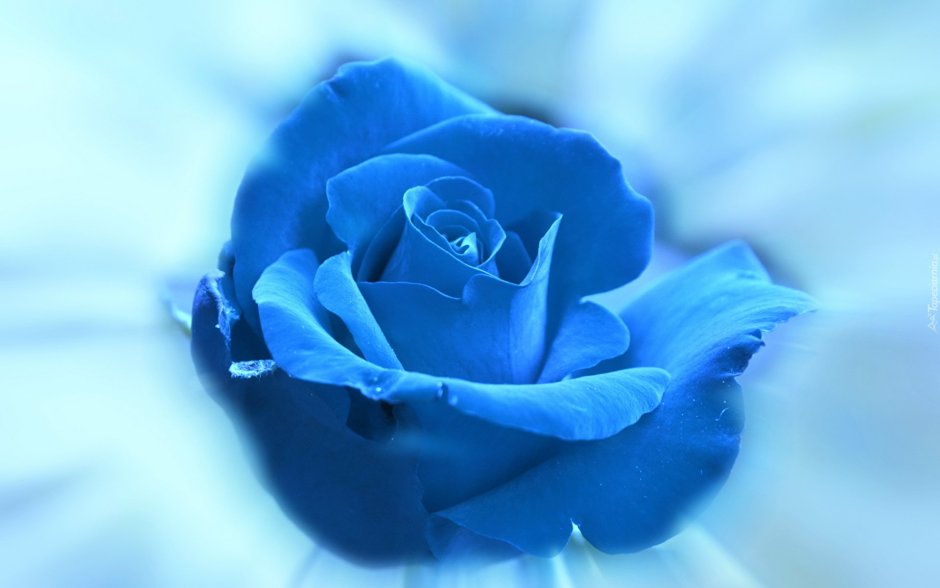 Голубая роза сапфир