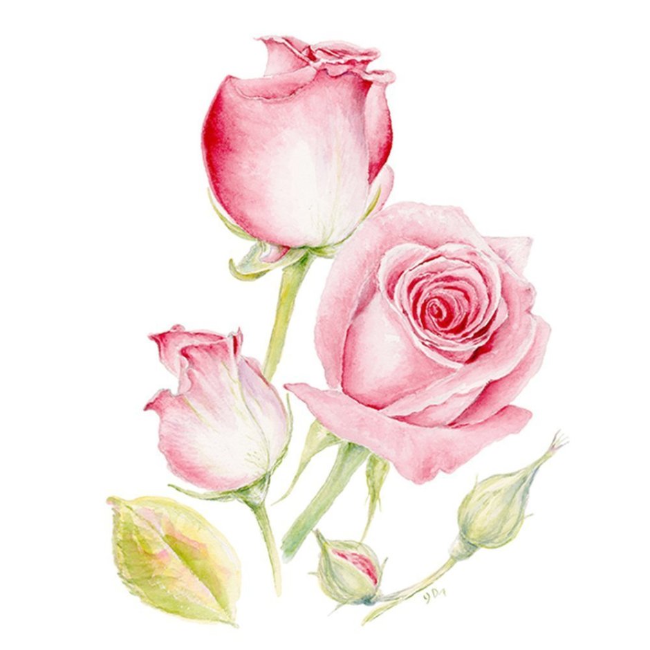Акварельные розовые розы