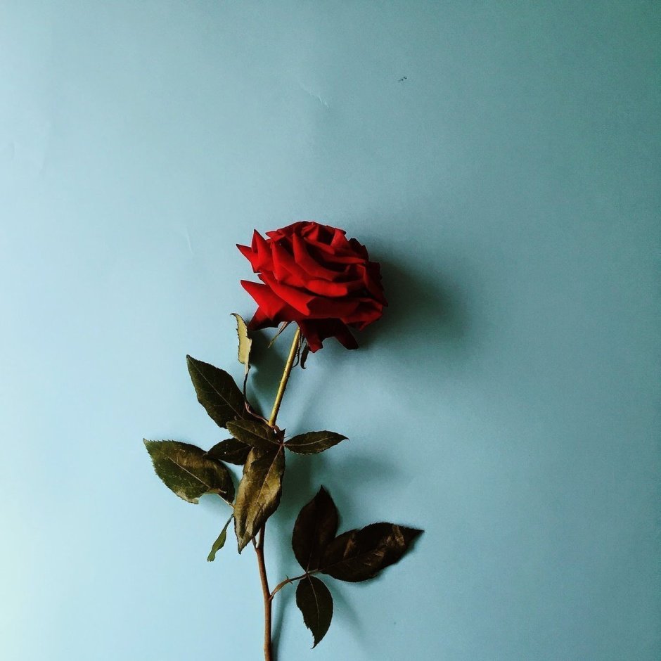Одна роза Эстетика