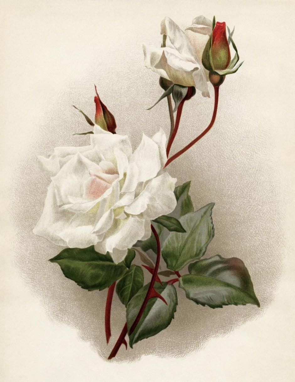 Ботаническая живопись роза акварелью бутоны