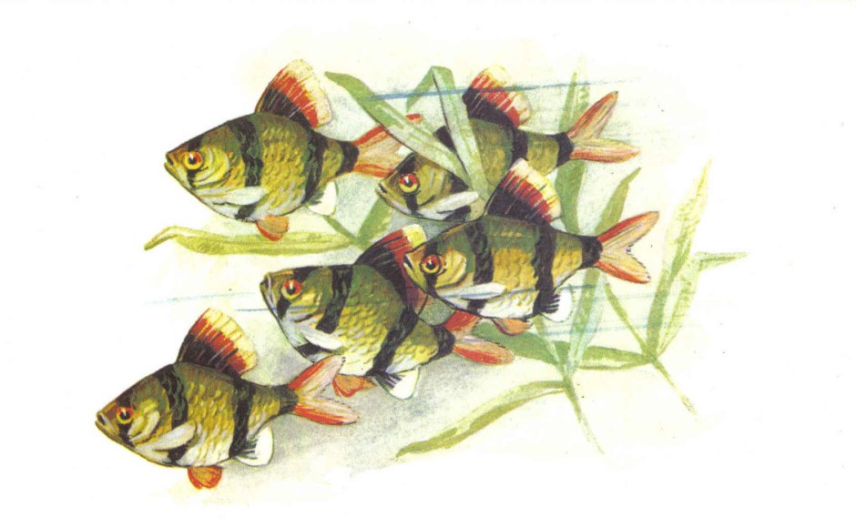 Набор открыток с рыбками