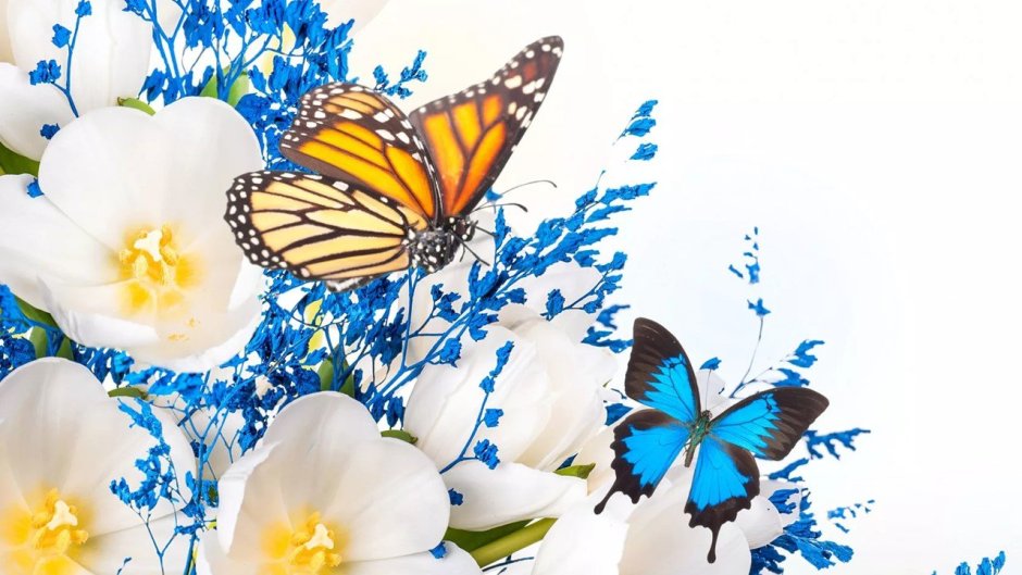 Бабочки цветочки картинки