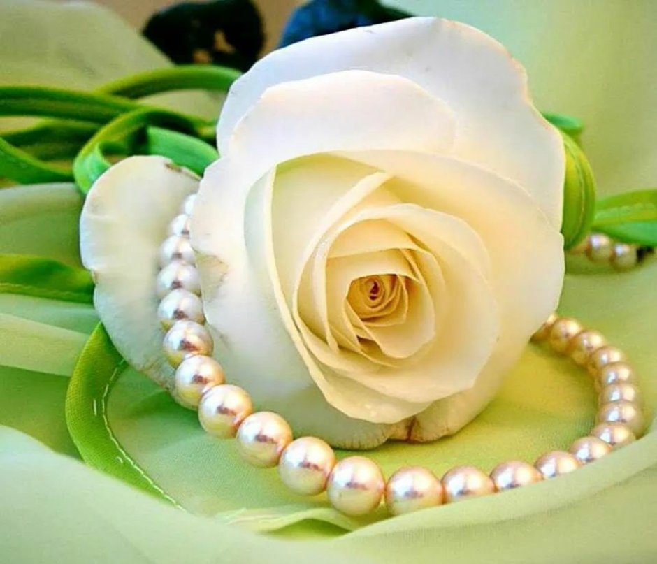 Белая роза и жемчужные бусы