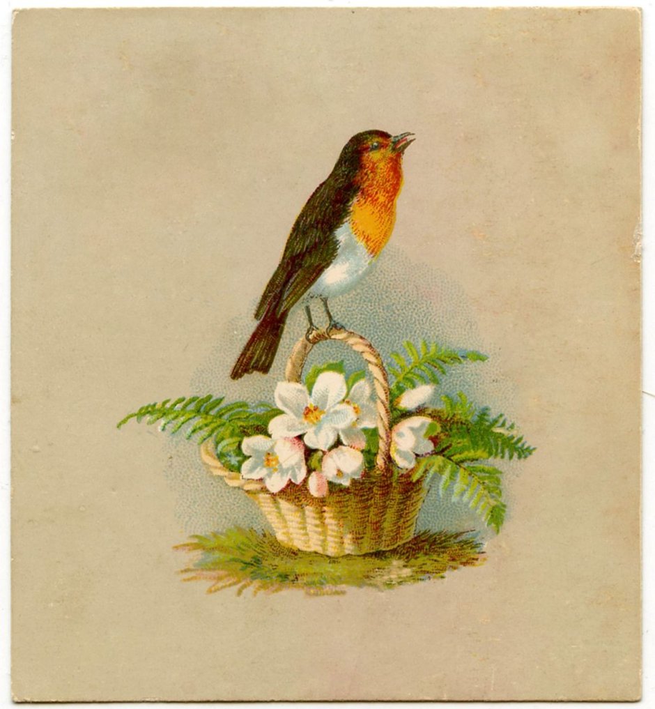 Птицы на винтажных открытках