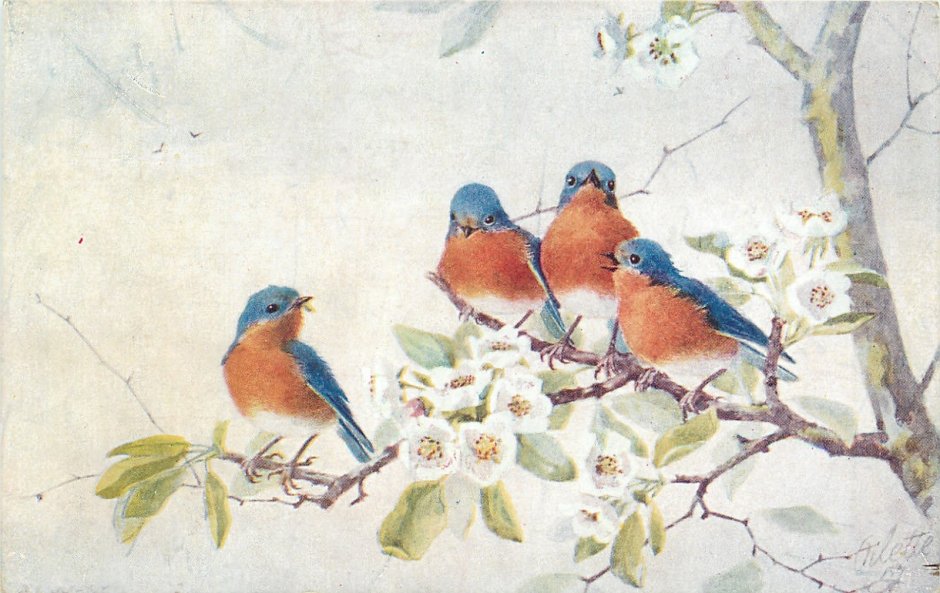 Старинные открытки с птицами