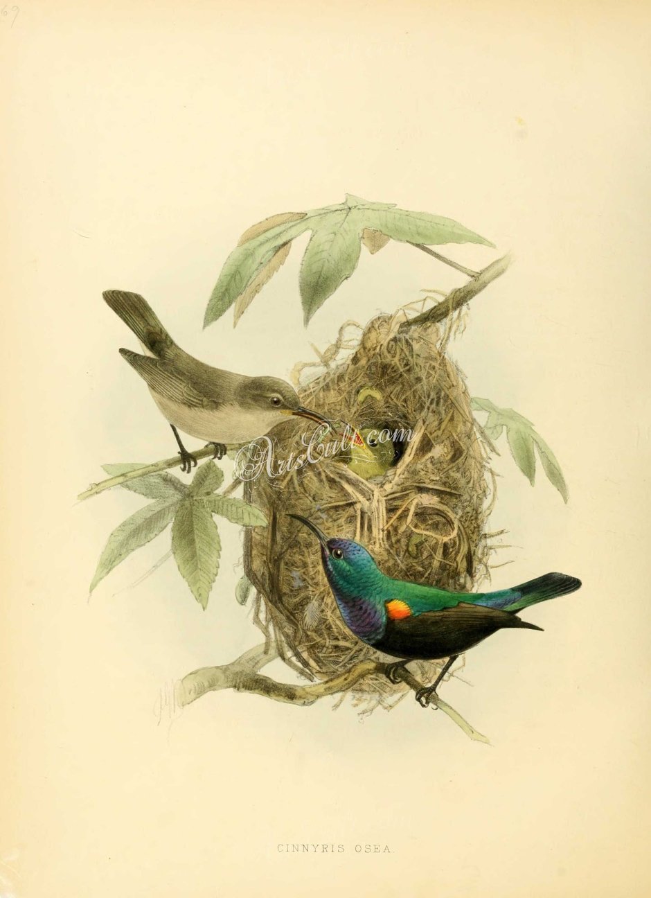 Старинные иллюстрации птиц