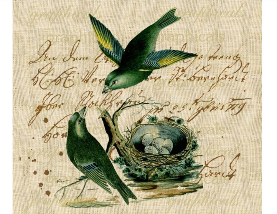 Винтажный рисунок птицы в гнезде