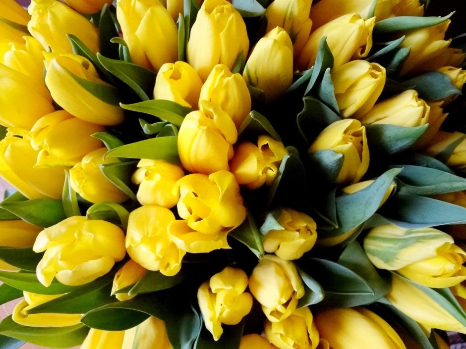 Черри желтый тюльпан