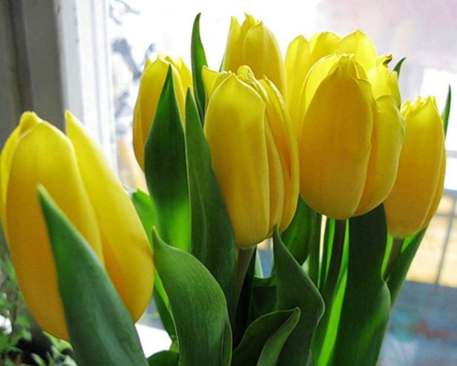 Поздравляю с желтыми тюльпанами
