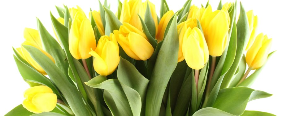 Открытка с 8 марта желтые тюльпаны