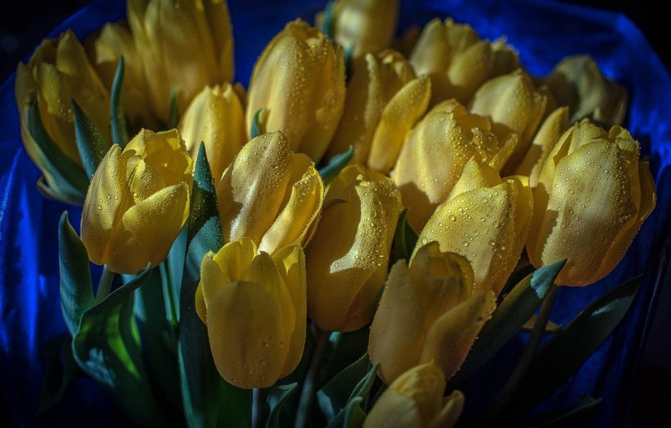 Букет желтых тюльпаны на синем фоне