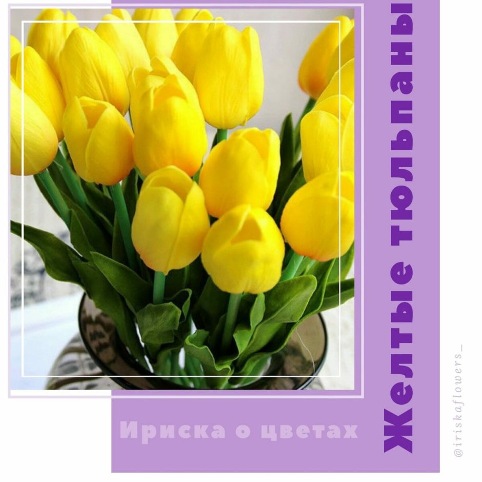 Открытки с желтыми тюльпанами