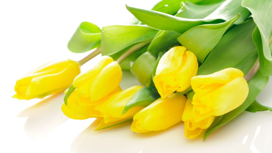 Жёлтые тюльпаны на прозрачном фоне