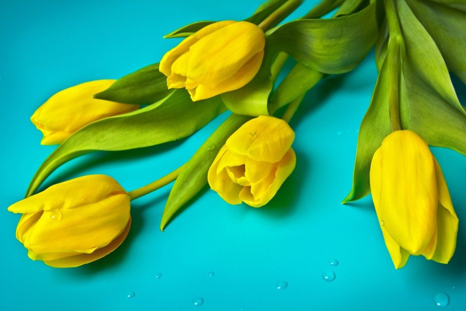 Желтые тюльпаны на голубом
