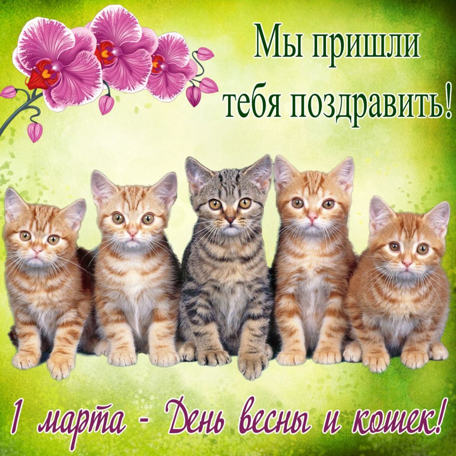 День кошек