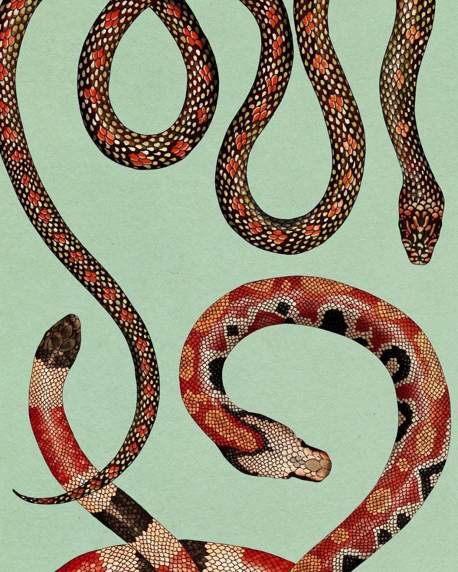 Орнамент со змеями