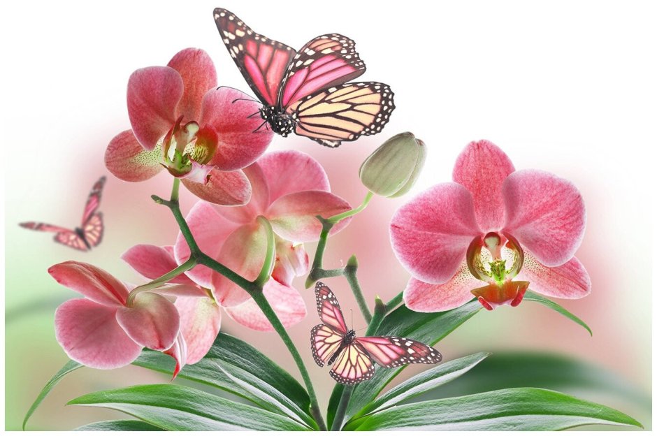 Орхидея бабочка 5053