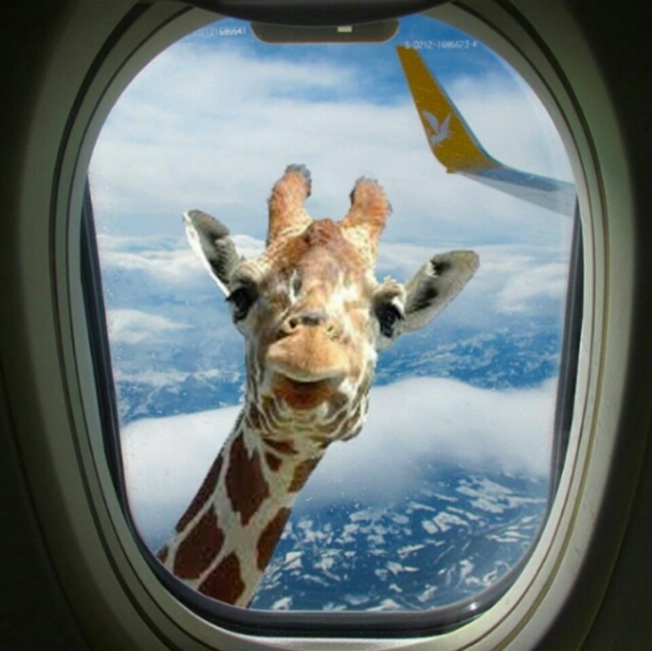 Жираф в окне самолета
