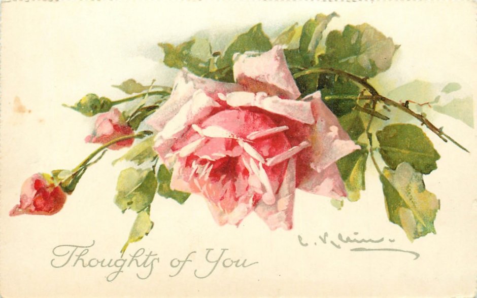 Букет роз Катарины Кляйн