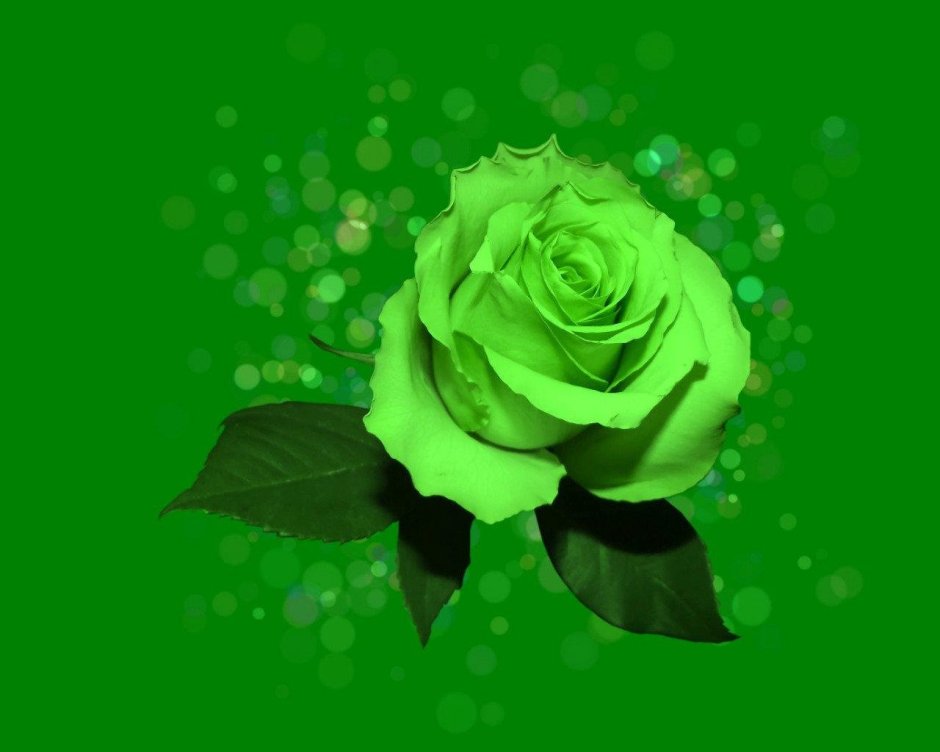 Темно зеленые розы