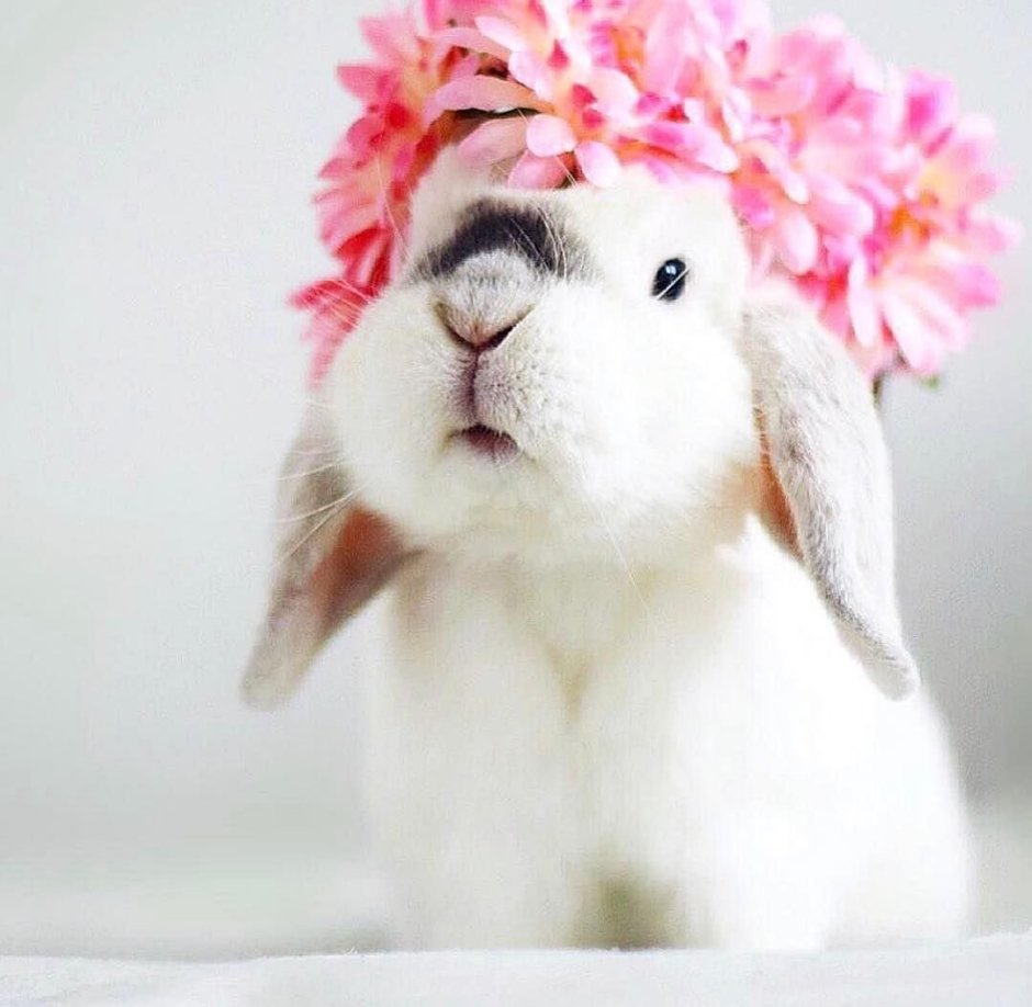 Кролик с цветочком