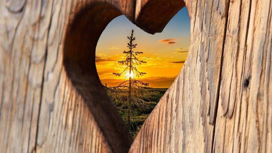 Сердце на фоне дерева