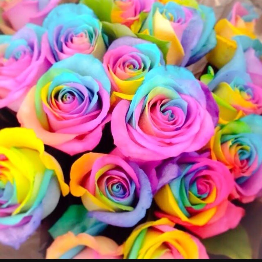 Цветы розы разноцветные
