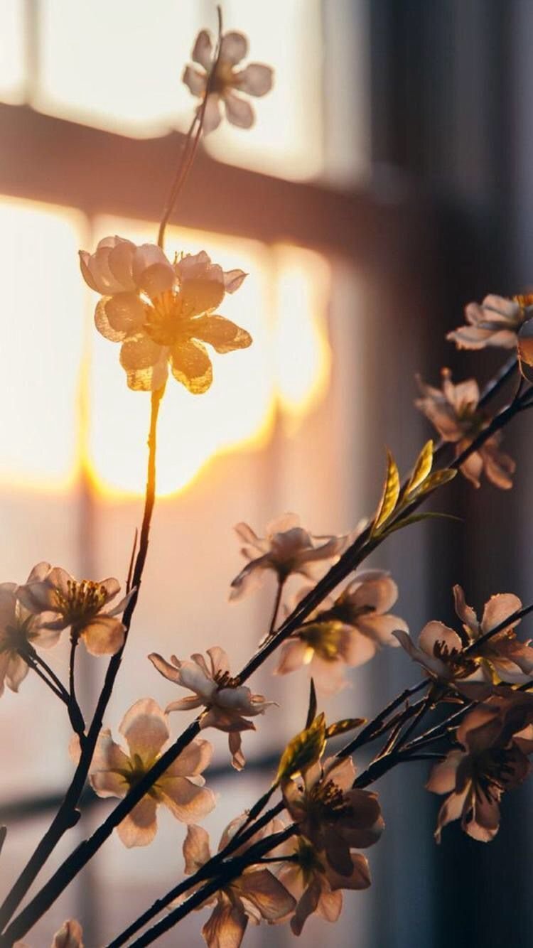 Солнце и цветы Эстетика