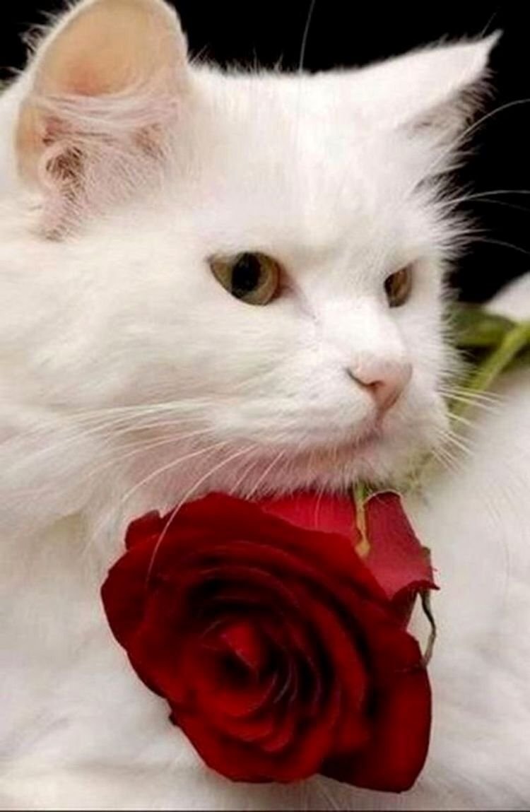 Розы и котенок