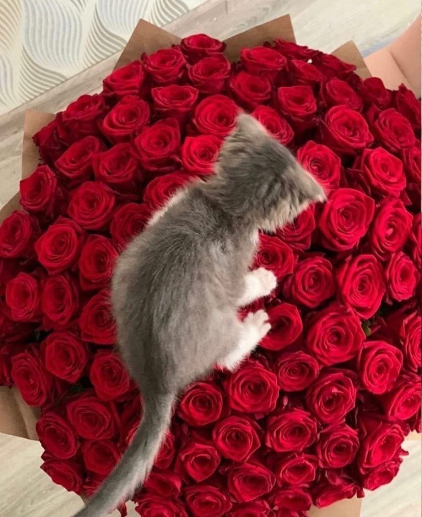 Котик в красных розах