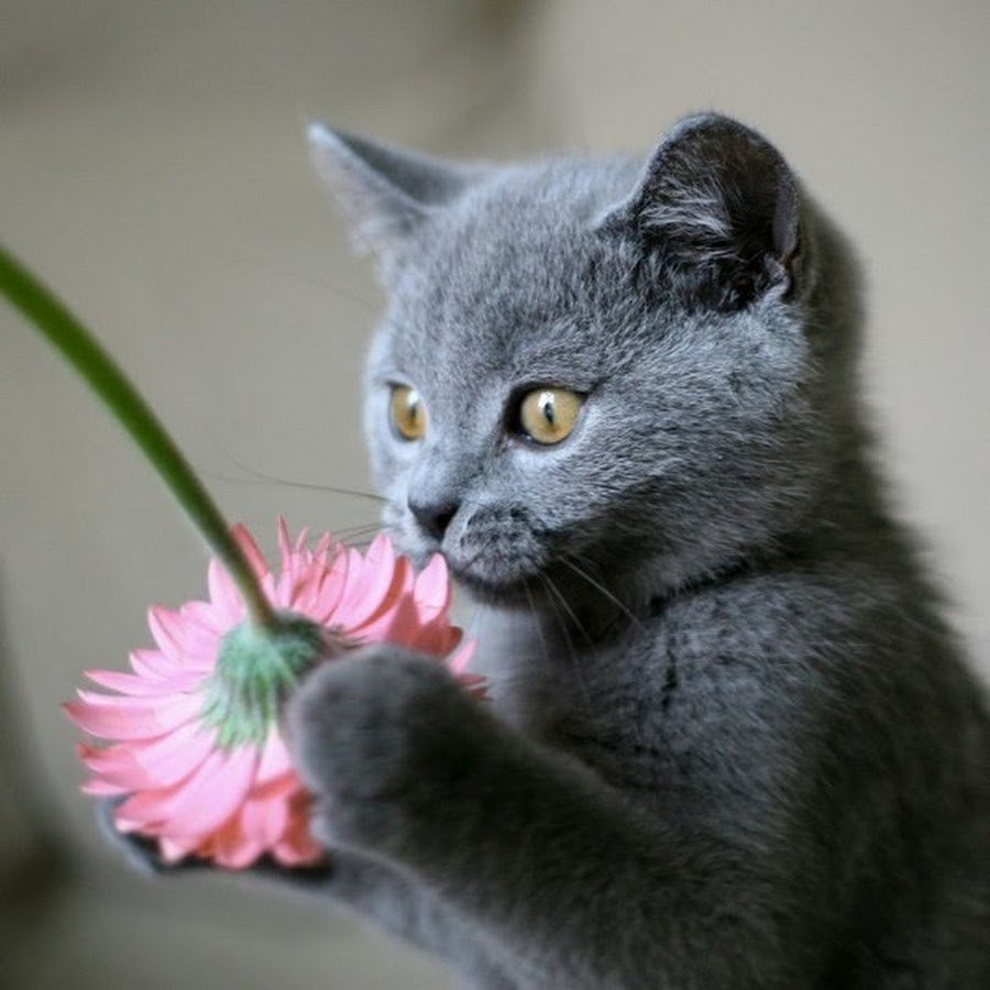 Британские котята с цветами