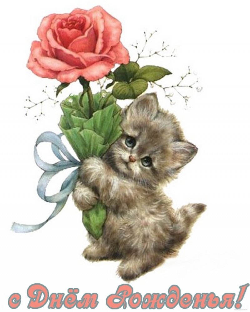Котенок с розой в лапах