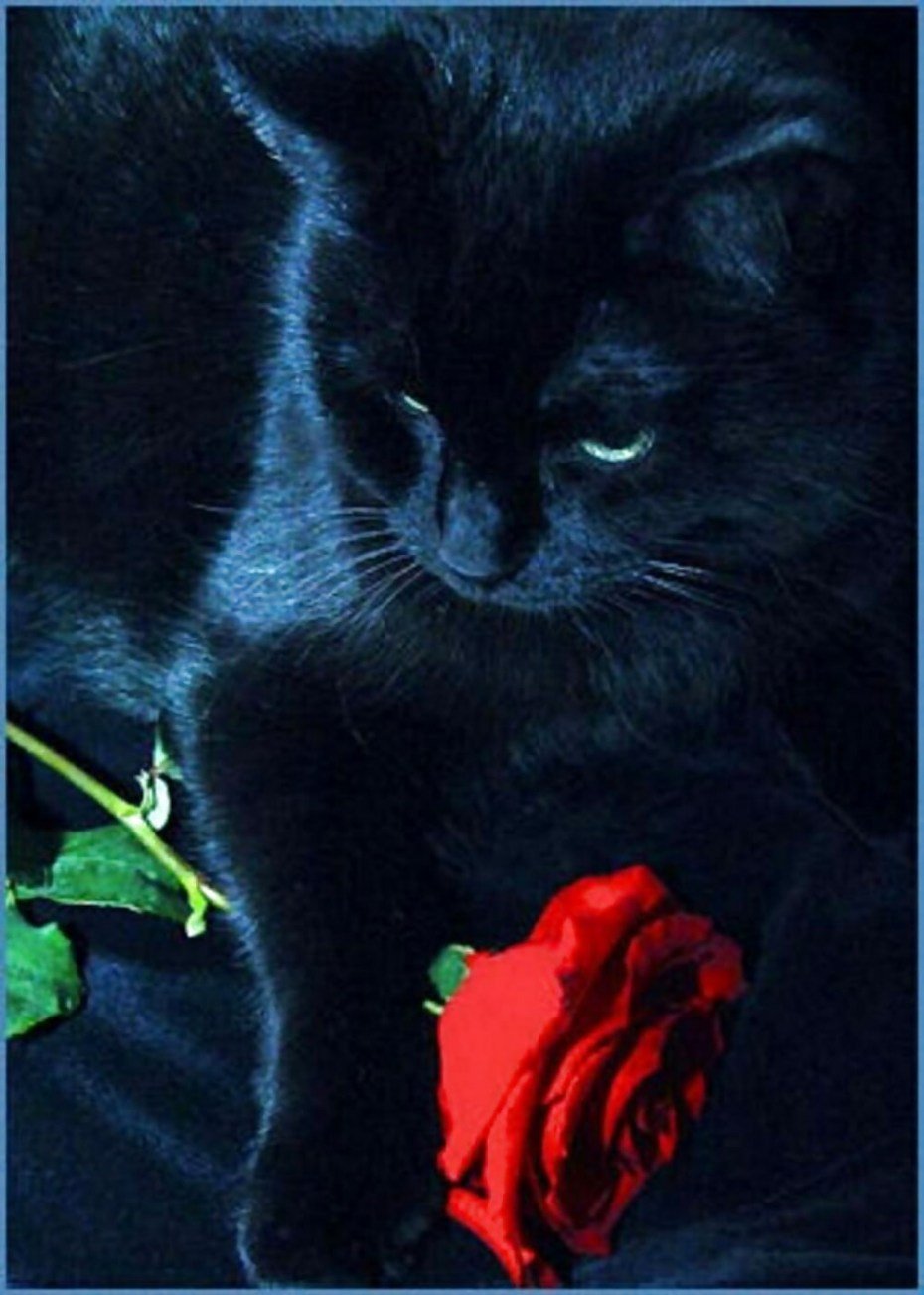 Черный кот с розой