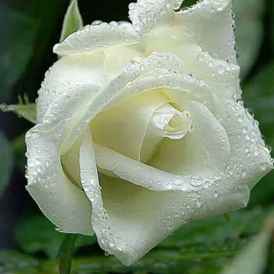 Белые розы для любимой